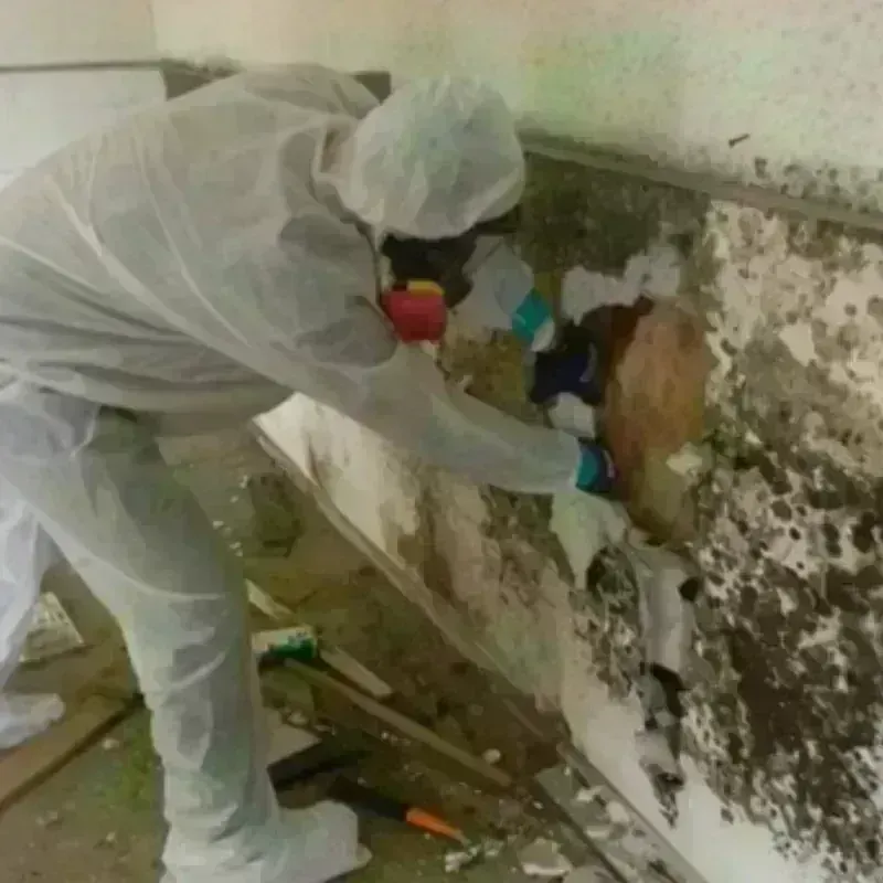 Best Mold Remediation and Removal Service in Blue Lake, CA